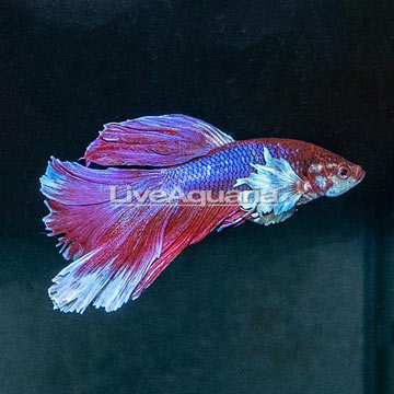 Dumbo Ear Halfmoon Betta, [Blemish]