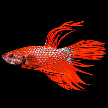 Red Crowntail Betta
