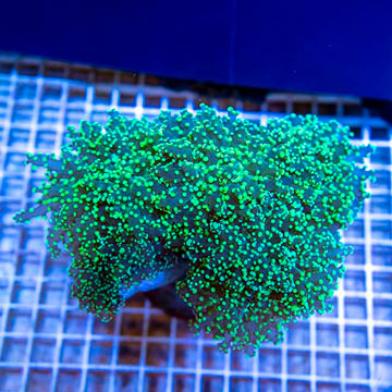 Frogspawn Coral Indonesia