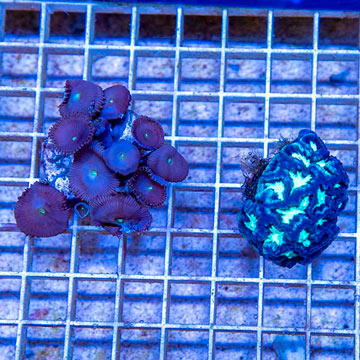 LiveAquaria® Two Pack Cultured Protopalythoa and Brain Coral