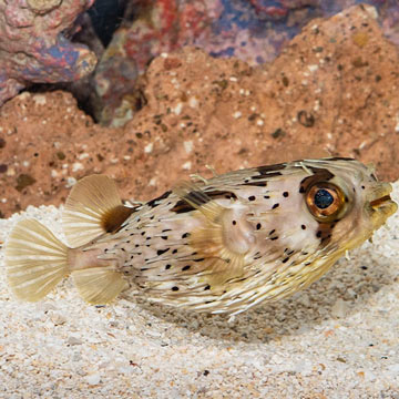 Porcupine Puffer
