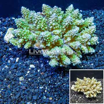 Acropora Coral Fiji