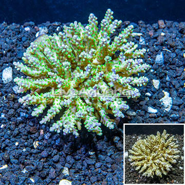 Acropora Coral Fiji