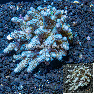 Acropora Coral Fiji