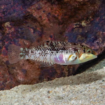 Nebulosus Wrasse