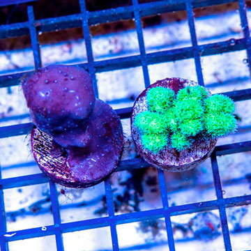 LiveAquaria® Two Pack Cultured Blue Ridge Coral and Cauliflower Coral