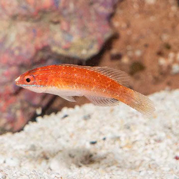 Red Fin Fairy Wrasse