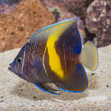 Maculosus Angelfish