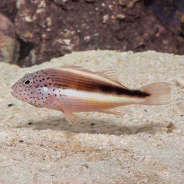 Freckled Hawkfish