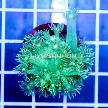 USA Cultured Green Goniopora Coral