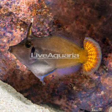 Blackbar Filefish [Blemish]