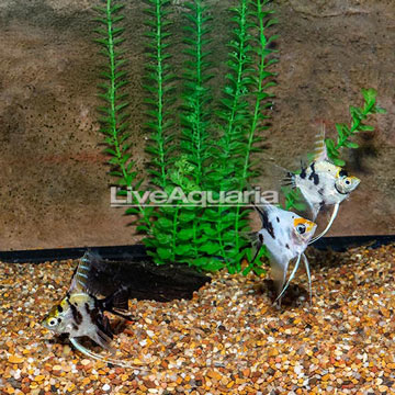 Marble Angelfish, Trio