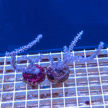 LiveAquaria® Two Pack Cultured Purple Sea Whip