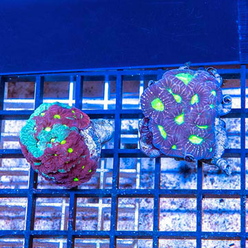LiveAquaria® Two Pack Cultured Favia Coral