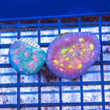 LiveAquaria® Two Pack Cultured Ultra Chalice Coral