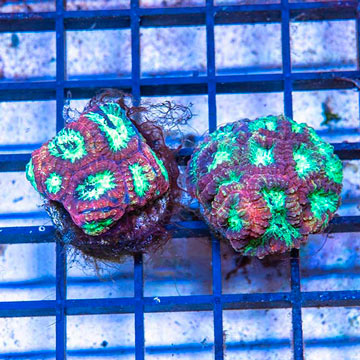 LiveAquaria® Two Pack Cultured Favia Coral