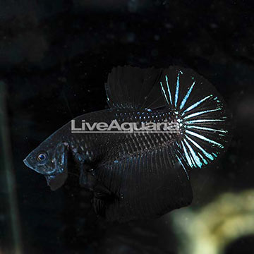 Black Star Plakat Betta