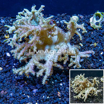 Sinularia Leather Coral Vietnam