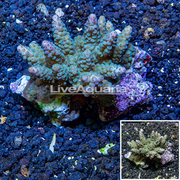 Acropora Coral Fiji