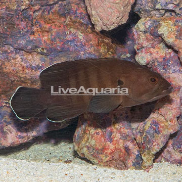 Brown Stripe Grouper