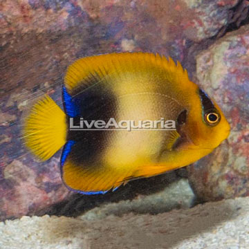 African Angelfish