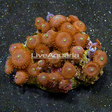 Red People Eater Colony Polyp Rock Zoanthus Indonesia IM