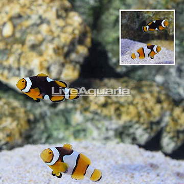 USA Captive-Bred Onyx Percula Clownfish (Bonded Pair)