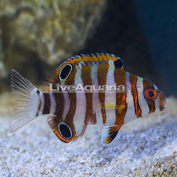 Philippines Harlequin Tusk, Juvenile