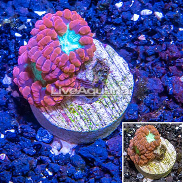 LiveAquaria® Cultured Blastomussa Wellsi Coral 