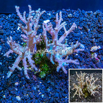 Sinularia Leather Coral Indonesia