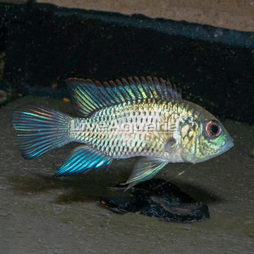 Electric Blue Acara Cichlid