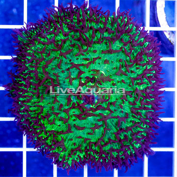  Amplexidiscus Mushroom Indonesia