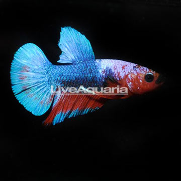 Hellboy Plakat Betta