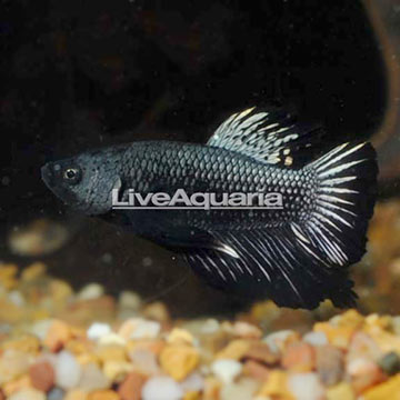 Black Star Plakat Betta