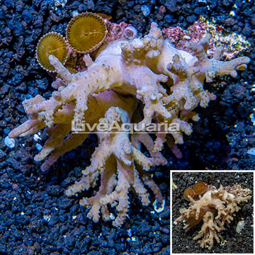 Sinularia Leather Coral Fiji