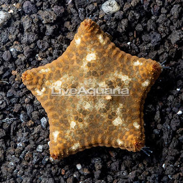 Pillow Sea Star