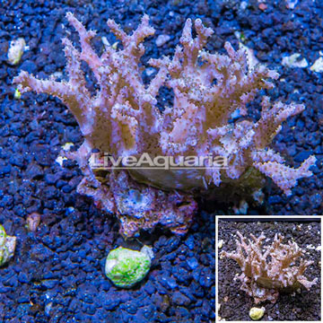 Sinularia Leather Coral Fiji