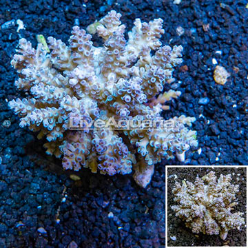 Acropora Coral Fiji