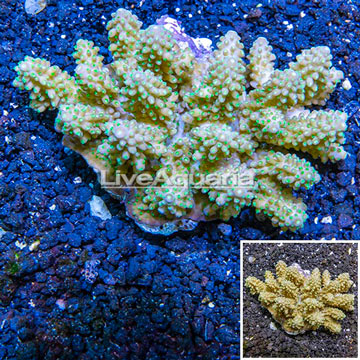 Acropora Coral Fiji