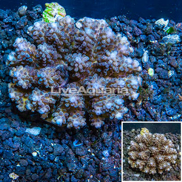 Acropora Coral Fiji