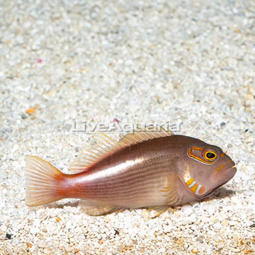 Arc-eye Hawkfish 