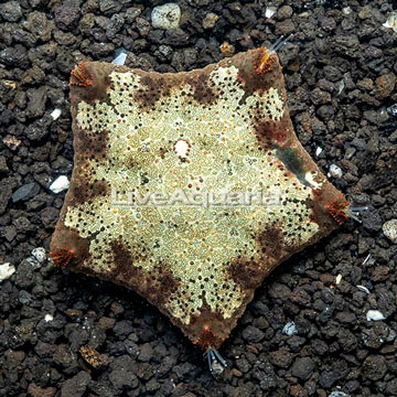 Pillow Sea Star