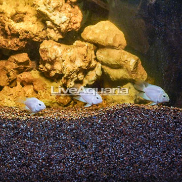 White Polar Parrot Cichlid, Trio