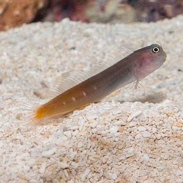 Bicolor Blenny