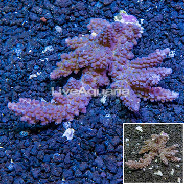 Acropora Coral Fiji