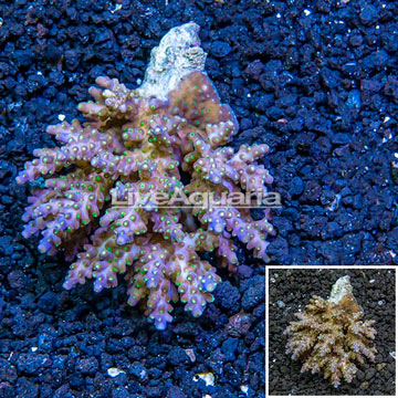 Acropora Coral Fiji