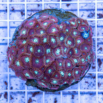 Zoanthus Coral Indonesia
