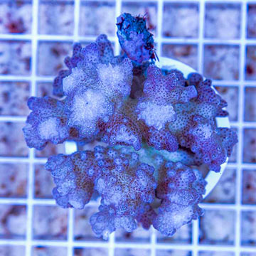 Pocillopora Coral Fiji 