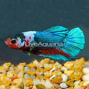 Hellboy Plakat Betta