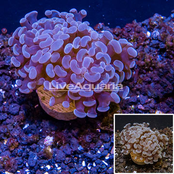 LiveAquaria® Cultured Hammer Coral 